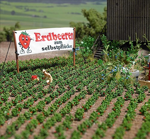 -4001738012651-Erdbeerpflanzen
