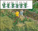 -4001738012552-Klatschmohn