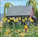-4001738012613-Riesen-Sonnenblumen