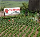-4001738012651-Erdbeerpflanzen
