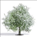 -4001738036510-Apfelbaum 75 mm, blühend
