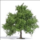 -4001738036619-Obstbaum/kleine Eiche 95 mm, Frühling