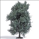 -4001738037265-Silberweide 115 mm