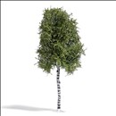 -4001738037821-Birke 170 mm, Sommer