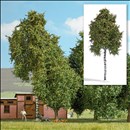 -4001738037838-Birke 170 mm, Spätsommer
