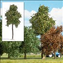 -4001738037937-Platane 170 mm,  Spätsommer