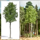 -4001738037975-Waldlinde, 170 mm