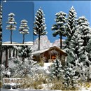 -4001738061550-2 verschneite Kiefern