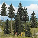 -4001738063912-Fichten-Wald