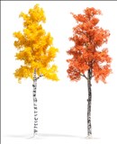 -4001738067941-Platane und Birke Herbstbraun