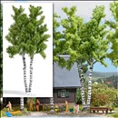 -4001738067972-Doppelstamm-Birke